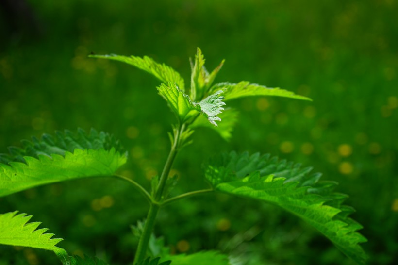 綠色的荨麻圖片