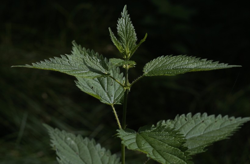 綠色的荨麻圖片