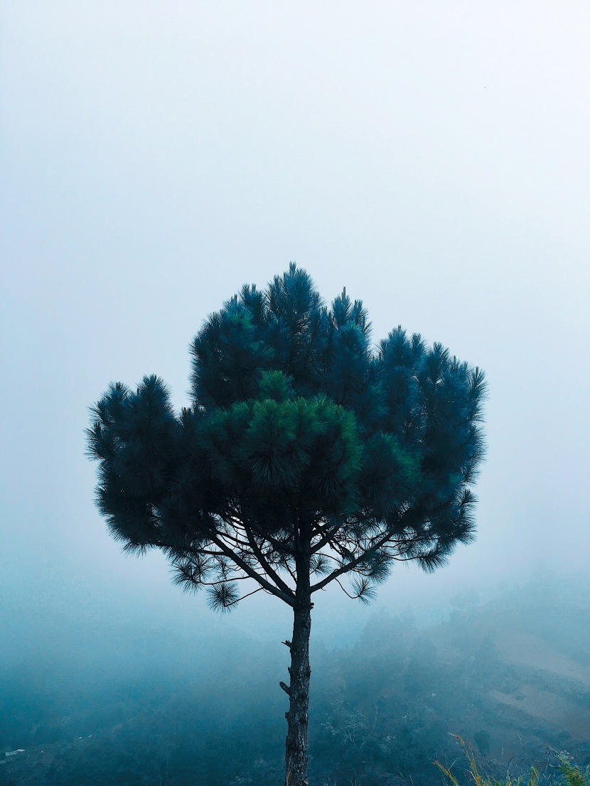 一棵孤獨生長的樹圖片