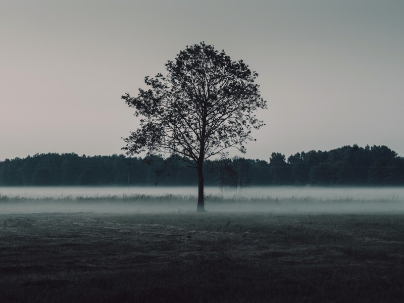 一棵孤獨的樹圖片
