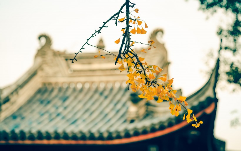 扇形的銀杏樹葉圖片