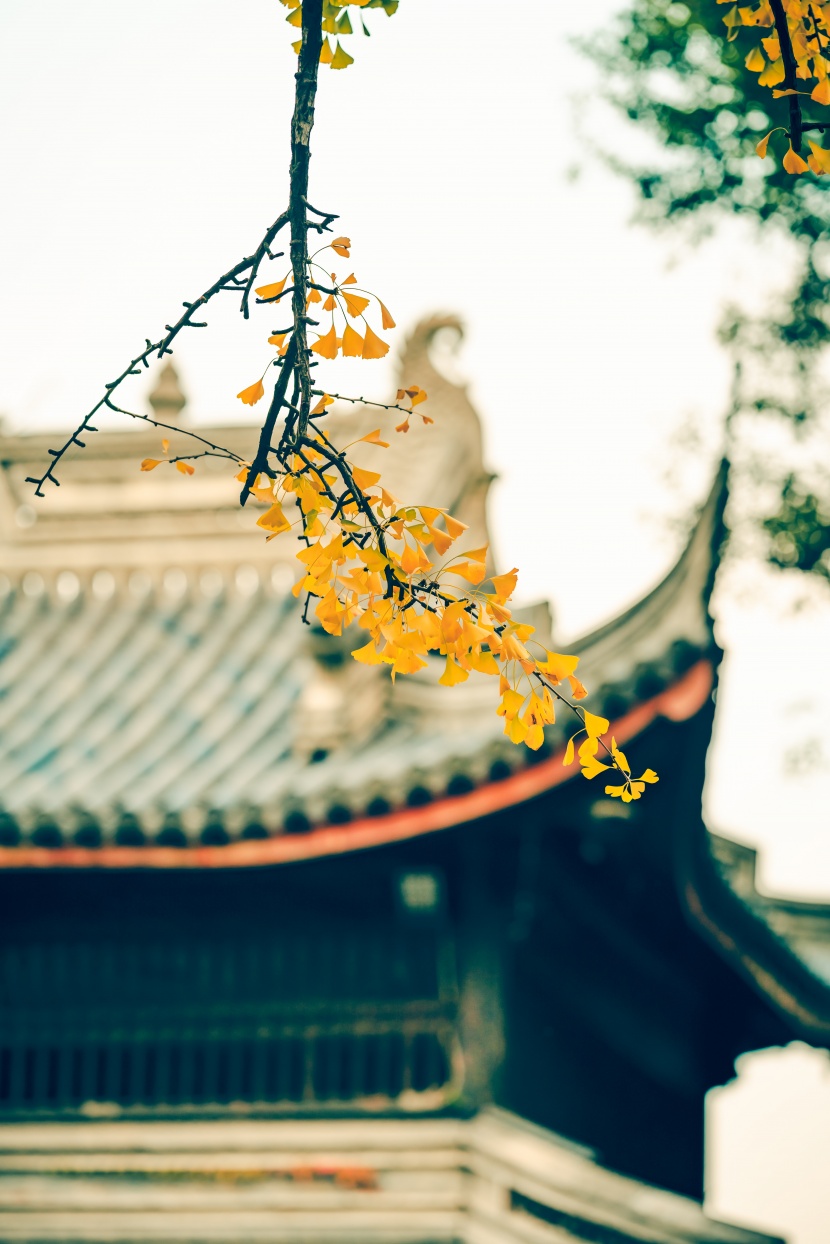 扇形的銀杏樹葉圖片