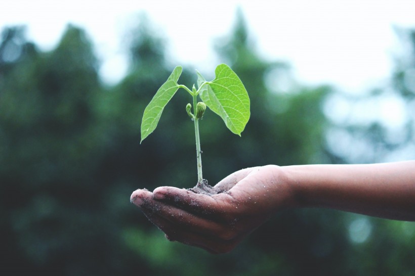 植物幼苗圖片