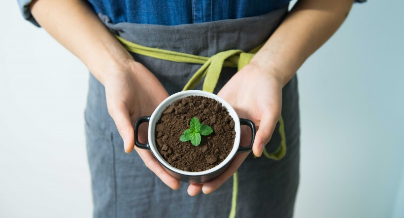 植物幼苗圖片