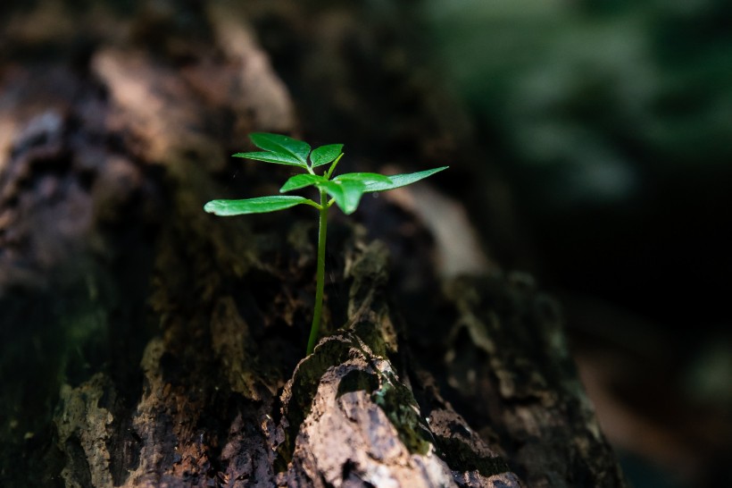 植物幼苗圖片