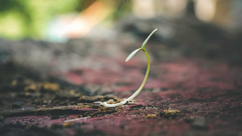 植物幼苗圖片