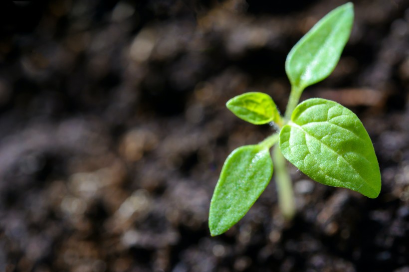 植物幼苗圖片