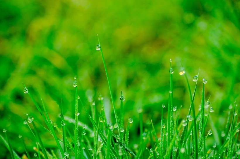 雨後的草叢圖片