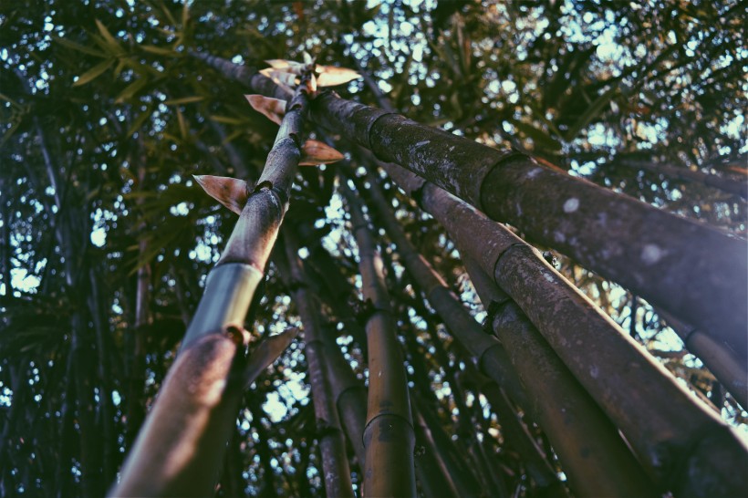蒼翠挺拔的竹子圖片