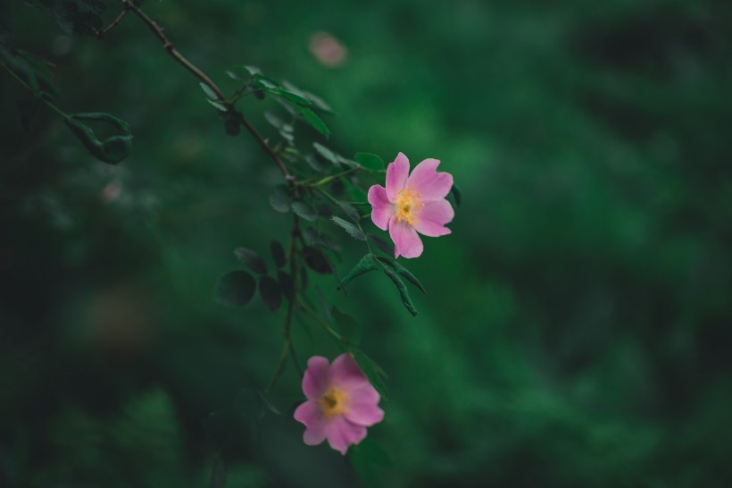 花色豐富搖曳生姿的酢漿草圖片