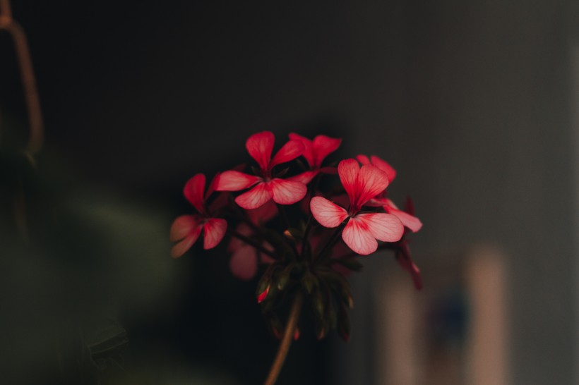 花色豐富搖曳生姿的酢漿草圖片