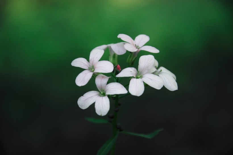 花色豐富搖曳生姿的酢漿草圖片