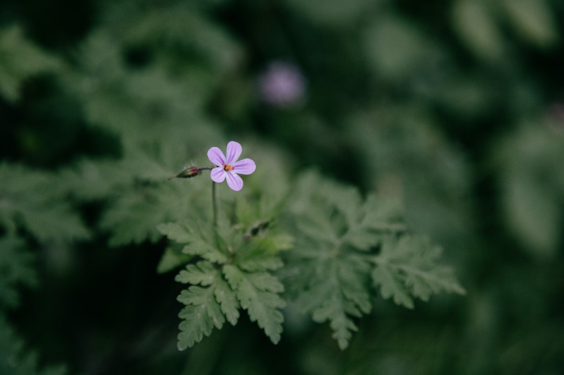 花色豐富搖曳生姿的酢漿草圖片