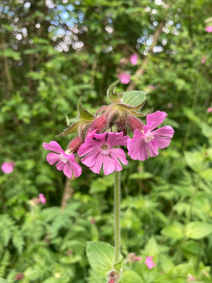 花色豐富搖曳生姿的酢漿草圖片