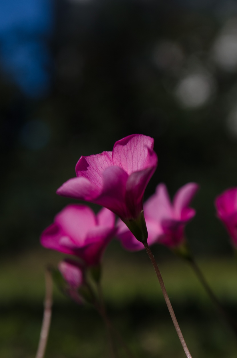 花色豐富搖曳生姿的酢漿草圖片