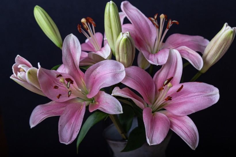 優雅芳香的百合花圖片