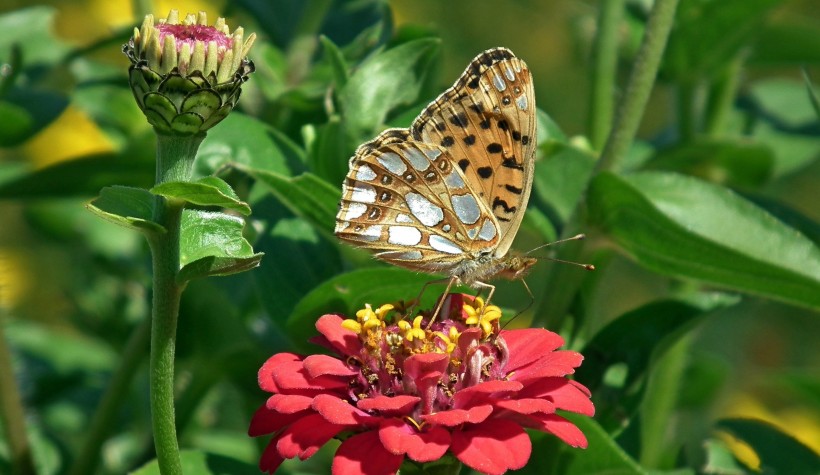 <a href=https://www.meiriqutu.com/tag/huaduo2.html target=_blank class=infotextkey><a href=https://www.meiriqutu.com/tag/7605.html target=_blank class=infotextkey>花朵</a></a>鮮豔的百日草圖片