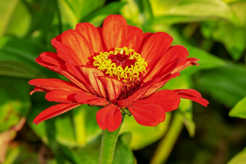 <a href=https://www.meiriqutu.com/tag/huaduo2.html target=_blank class=infotextkey><a href=https://www.meiriqutu.com/tag/7605.html target=_blank class=infotextkey>花朵</a></a>鮮豔的百日草圖片