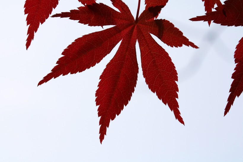 多彩的秋季楓葉圖片