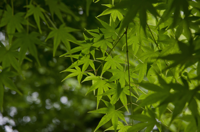  綠色唯美的楓葉圖片