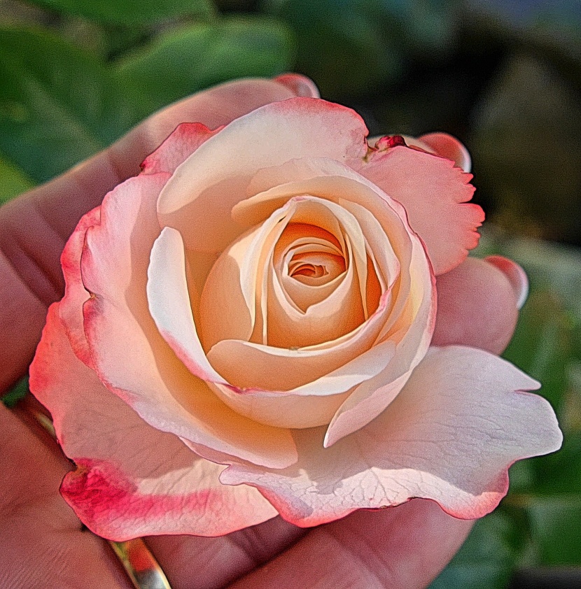 鮮嫩的粉色<a href=https://www.meiriqutu.com/tag/7615.html target=_blank class=infotextkey>玫瑰</a>花圖片