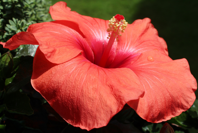 五顔六色的芙蓉花圖片