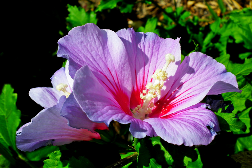 五顔六色的芙蓉花圖片