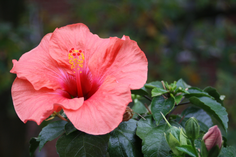 五顔六色的芙蓉花圖片