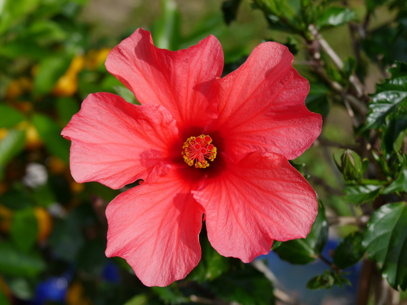 五顔六色的芙蓉花圖片