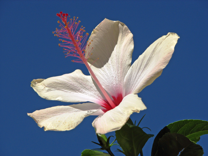 五顔六色的芙蓉花圖片