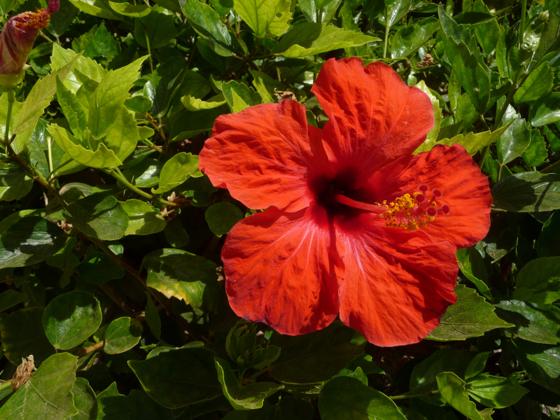 五顔六色的芙蓉花圖片