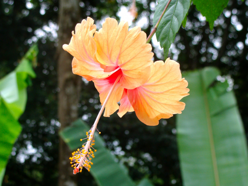 五顔六色的芙蓉花圖片