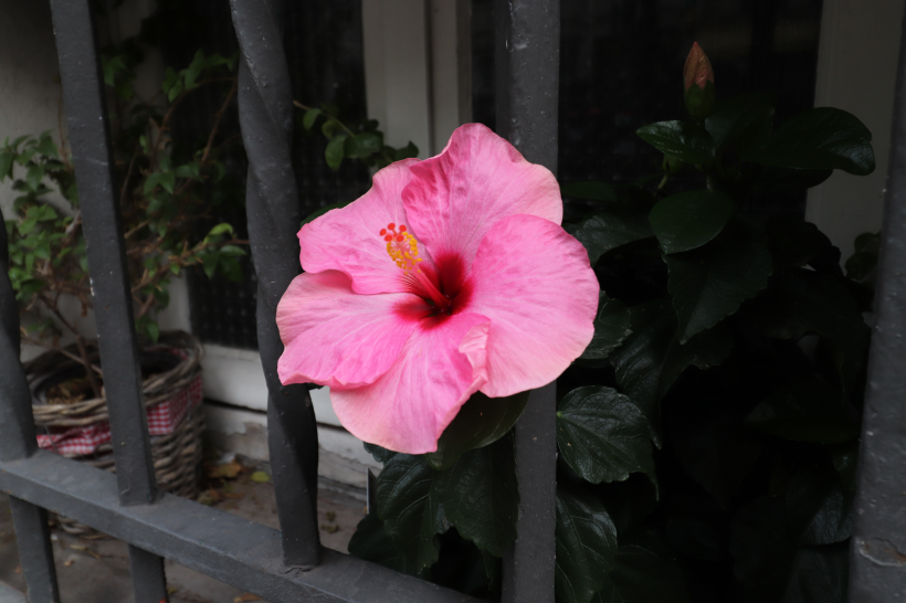 五顔六色的芙蓉花圖片