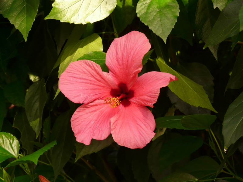五顔六色的芙蓉花圖片