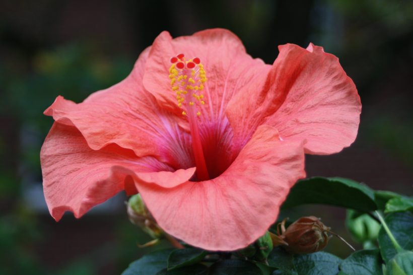 五顔六色的芙蓉花圖片