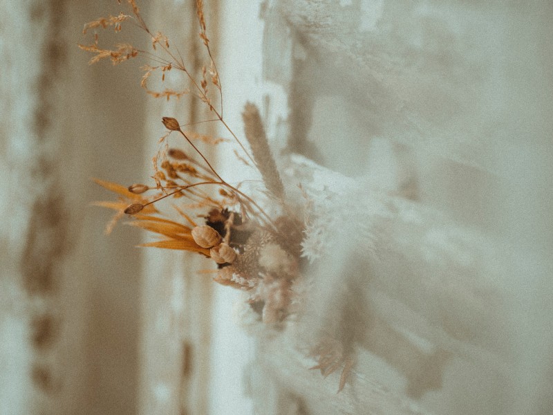 幹花圖片