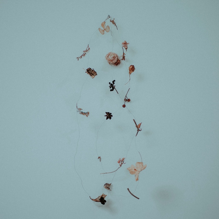 幹花圖片
