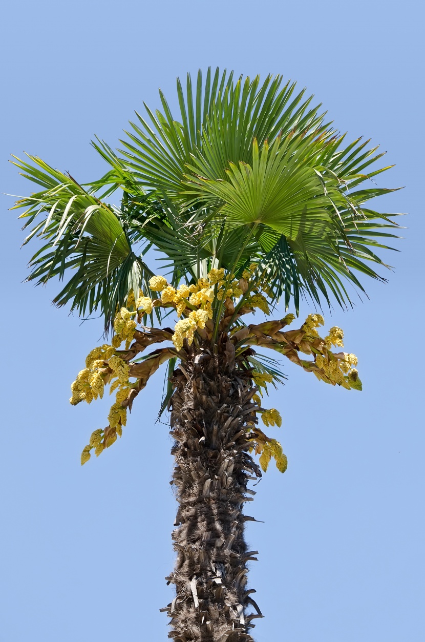 海島椰樹自然風景圖片