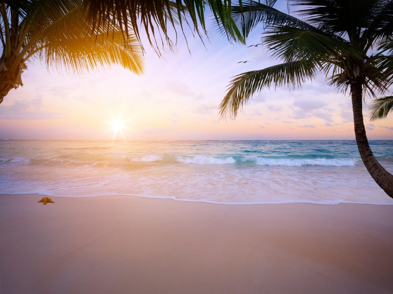 海灘椰樹風景圖片