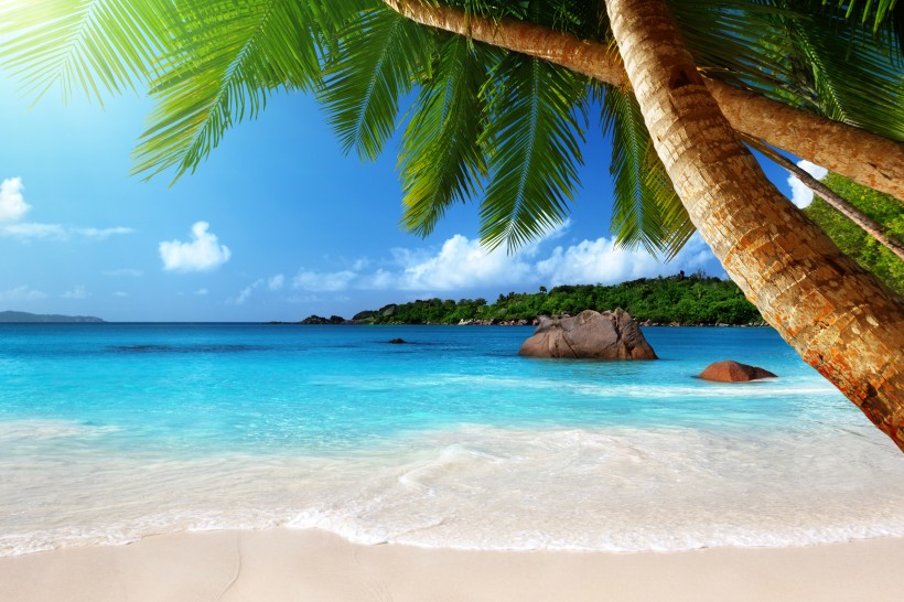 海灘椰樹風景圖片