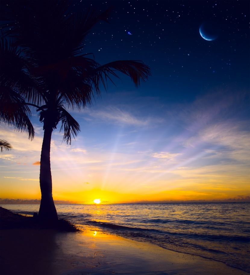 海灘椰樹風景圖片
