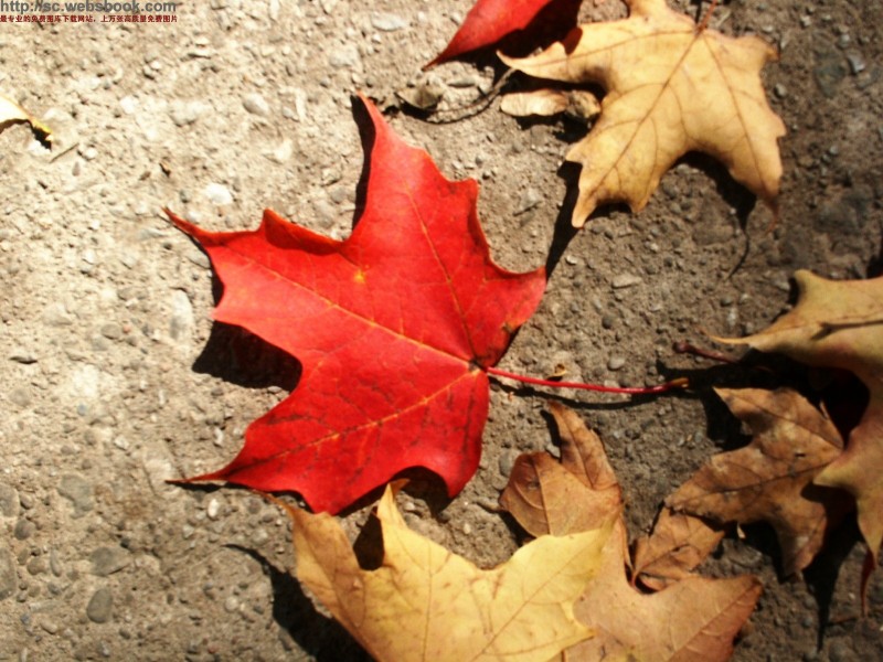 紅紅的楓葉圖片