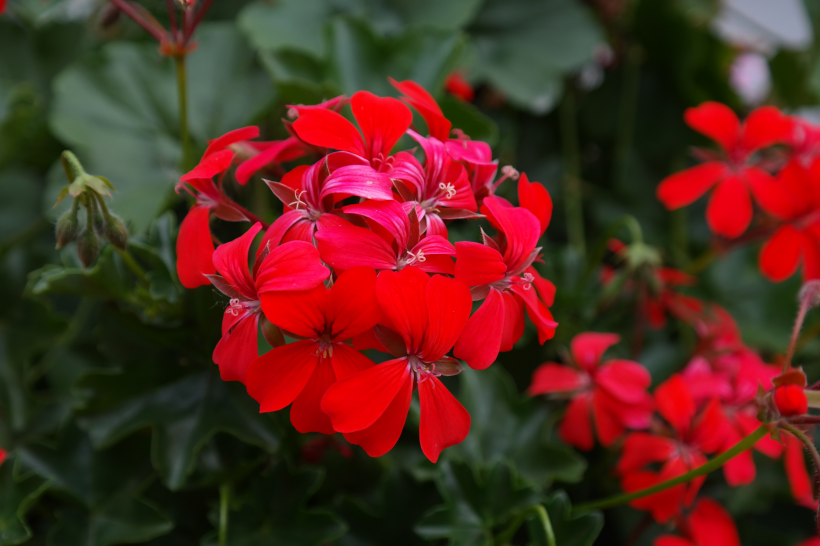 熱烈盛開的紅色天竺葵圖片