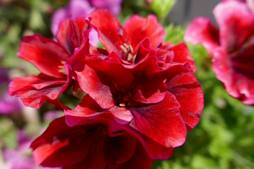 熱烈盛開的紅色天竺葵圖片