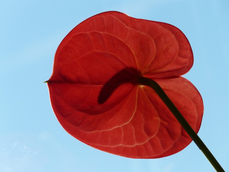 鮮豔紅火熱烈特别的紅掌圖片