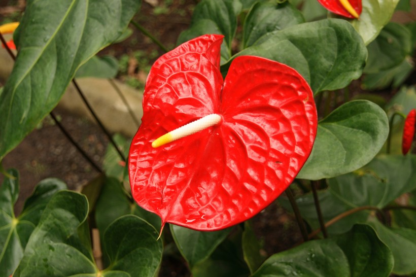 鮮豔紅火熱烈特别的紅掌圖片
