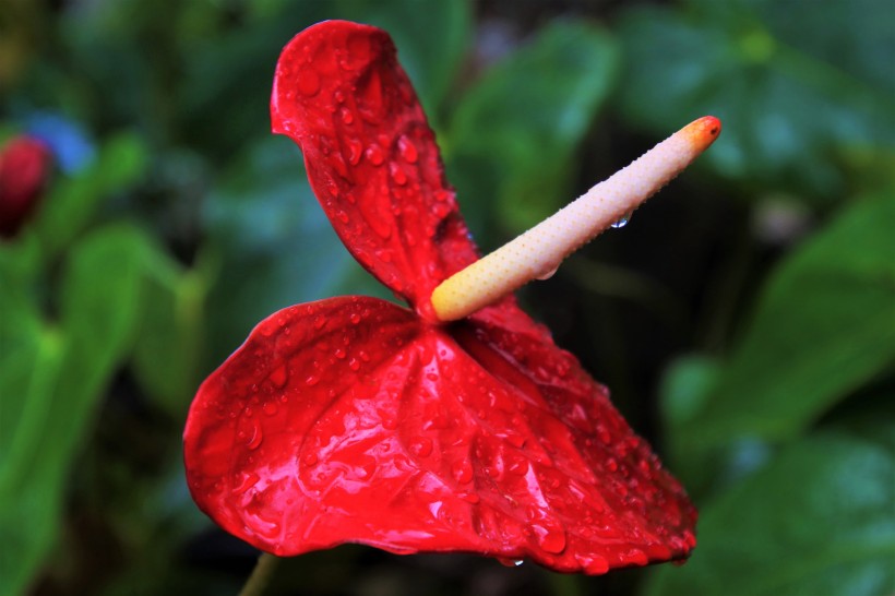 鮮豔紅火熱烈特别的紅掌圖片