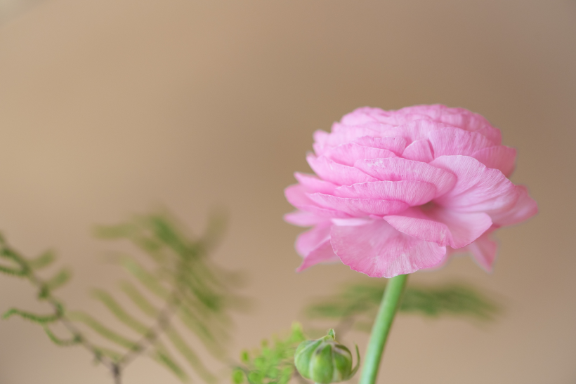盛開的花毛茛圖片