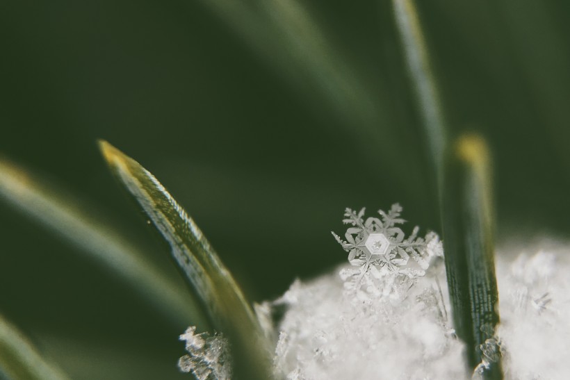 皎潔的雪花圖片