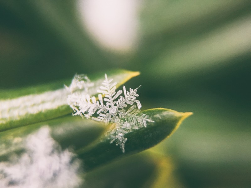 皎潔的雪花圖片